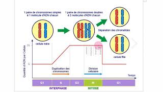 Svtle Cycle Cellulaire Et Evolution De La Quantité D Ad Doovi