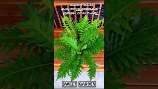 ഫേൺ ചെടി കരുത്തുള്ളതാകാൻ / Fern green repoting/Sweet garden