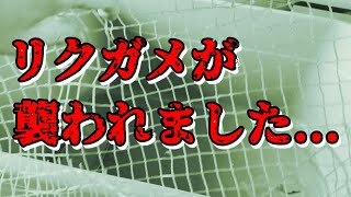 【注意喚起】リクガメが害獣に襲われました．．．日光浴・屋外飼育