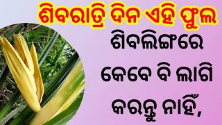 ଶିବରାତ୍ରି ଦିନ ଏହି ଫୁଲ କେବେ ବି ଶିବ ଲିଙ୍ଗରେ ଲାଗି କରନ୍ତୁ ନାହିଁ , astro paradise