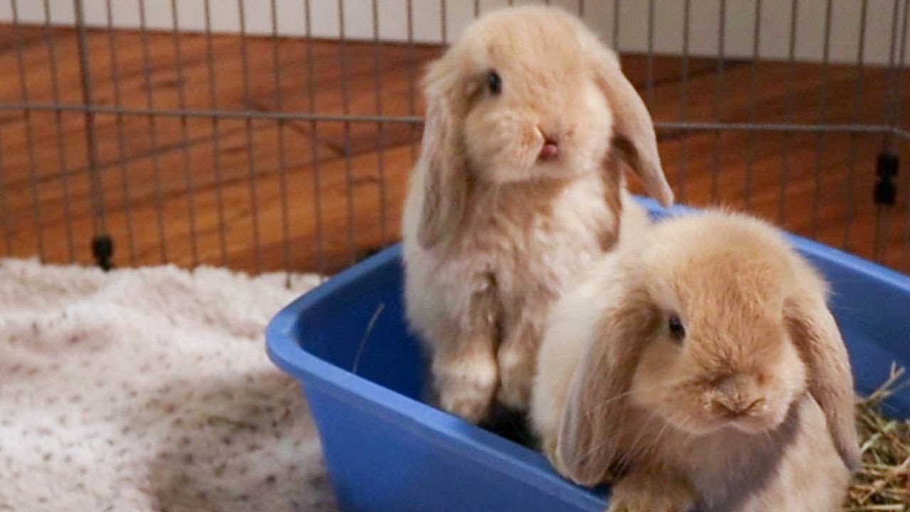 Baby Dwarf Lop Bunnies