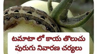 టమాట లో కాయ తొలుచు పురుగు లేదా శనగ పచ్చ పురుగు సమగ్ర నివారణ చర్యలు