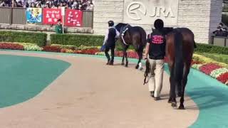 東京競馬場 南武特別  パドック 全頭 尻だけ オジュウチョウサン