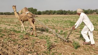 Indian jugad with Camel 🐪 informing Rajasthan  ऊंट से खेती करते हुए राजस्थानी