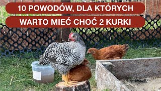 Kury - Przyjaciele Ogrodu, Pomogą W Wielu Problemach