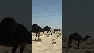 പൊരിവെയിലത്തു നടക്കുന്ന ഒട്ടകം എങ്ങനെ sahikum🐪#camel #viral #shorts #shortsfeed #youtube #dubbing