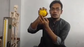 Hand Exercises (হাতের ব্যায়াম)