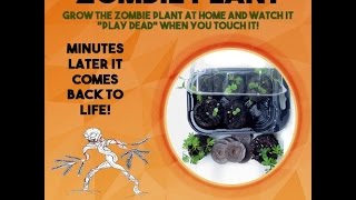 ZOMBIE PLANT