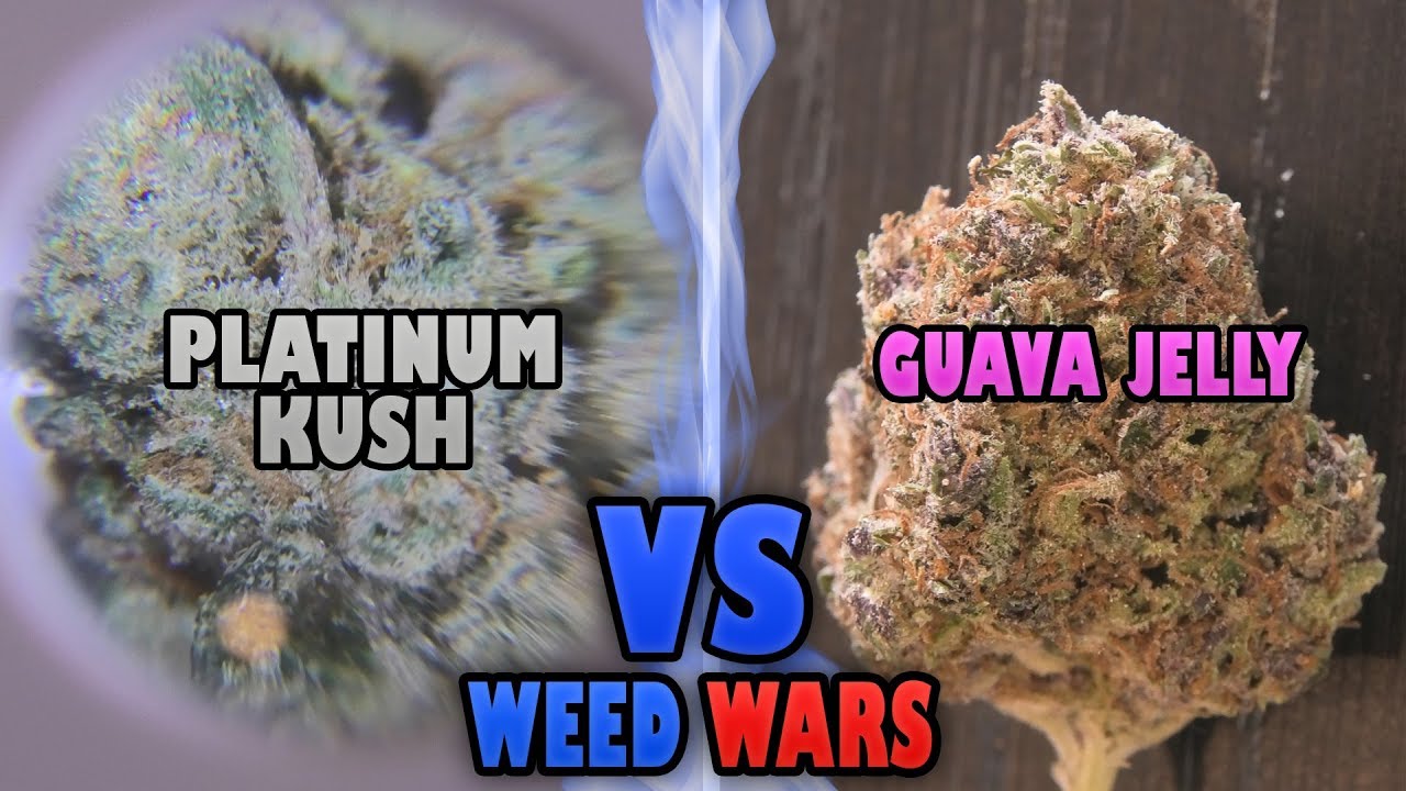 WEED WARS: Platinum Kush Vs Guava Jelly - YouTube