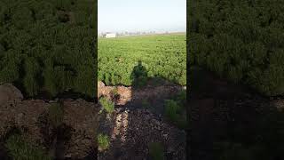 ખેડૂત જય જવાન જય કિસાન griculture #farmer 🖕🖕🖕 #agriculture #farming #farm #song #farmer #shortvideo