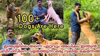 100 മുകളിൽ നായകൾ ഉള്ളൊരു വമ്പൻ kennel | The Biggest Kennel in India that Breeds the Indian Dogs!