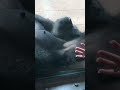 gorilla mom u0026 babe chillin u0026 relaxing shortsvideo ape cute fun gorilla