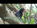 台灣藍鵲吃龜殼花 blue magpie feeding snake 2