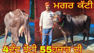 27 January 2025 ਬਹੁਤ ਚੰਗੀ ਝੋਟੀ ਫੋਨ ਨੰਬਰ 9501296185