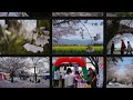 西都花まつり　2014　桜と菜の花 宮崎県 西都市