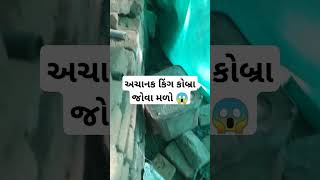 અચાનક કોબ્રા જોવા મળો 😱#trending #viral #Reels #funny