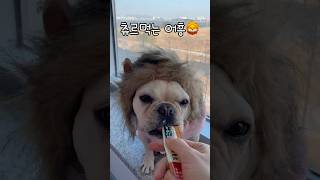 #츄르먹는사자#shorts #shortvideo #kitten #tiktok #쇼츠 #릴스 #프렌치불독 #프불#강아지브이로그 #frenchbulldog#puppyoftheday