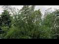 Dancing Bamboo Tree In The Rain|Beautiful Nature