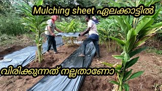 കാശിൻ്റെ കഴപ്പ് കൊണ്ടാണൊ ഇങ്ങനെ ചെയ്യുന്നത്.??         Mulching sheet ഇതുപോലുള്ള പ്രശ്നങ്ങൾ കാരണമാണ്