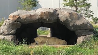 20200924:今日の円山動物園