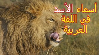 تعرف بعض أسماء الأسد.اسماء  الأسد في اللغة العربية