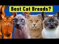 10 Best Cat Breeds For FIRST TIME OWNERS / Best Cat Breeds for Beginners