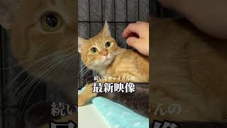 チャイさんの暮らし⑧。#保護猫