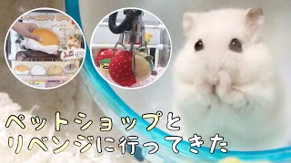 前に気になった売れ残りハムスターのお迎えとリベンジに行ってきた🐹まちろ