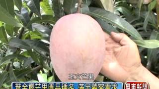 潮州芒果大觀園 一棵芒果樹10品種