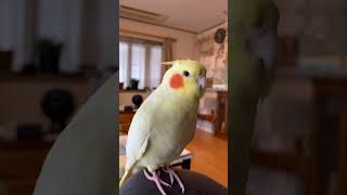 オカメインコの呼び鳴き