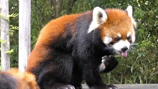 レッサーパンダ,とくしま動物園,徳島県,Lesser Panda,Tokushima Zoo,Japan