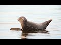 discover unique types of sea seals you’ve never seen before