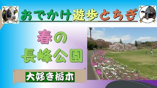 春の長峰公園（矢板市）「おでかけ遊歩とちぎ」編　by うしきよチャンネル