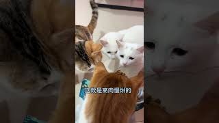 那小嘴跟管制刀具一样 小嘴跟那个管制刀具一样猫咪 杨步百 蓝氏烘焙猫粮 猫粮推荐