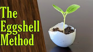 The Eggshell Method to Start Seeds