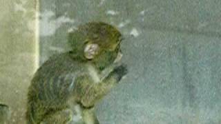 ブラッザグエノンの赤ちゃん05.Baby De Brazza's monkey.