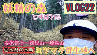 VLOG.22 　妖精の森【ミツマタ群生地】を見に行く！！