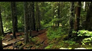 Nature - Forests