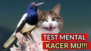 Pancingan kacer gacor agar emosi tinggi || TEST MENTAL KACER FIGHTER || Kacer Super