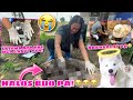 We Found The Wrong Bones Before!! THIS IS SNOWBALL’S REAL BONES! | Husky Pack TV