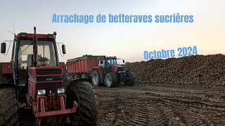 Arrachage de betteraves 1455xl/cvx/ropa 31/10/2024