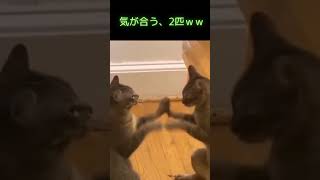 気が合う二匹の猫