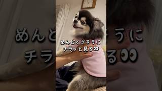 めんどくさがりなチワワ #shorts #チワワ #ロングコートチワワ #犬 #うちのチワワん #愛犬 #チワワと暮らす #犬のいる生活 #可愛い #癒し #めんどくさい