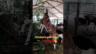 top quality gujri goat#shorts#gujri goat#shortsvideo