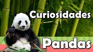 Curiosidades de los Osos Pandas Curiosidades de los Osos Pandas