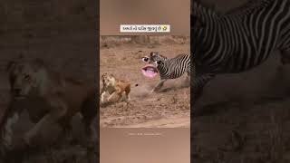 માયકાંગલી જીવવાનો શોખ જ નથી ભાઈ 😅...#funnyvideos #memes #comedyreels #funnyreels #comedy #funny