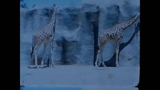 16 1967 San Diego Zoo
