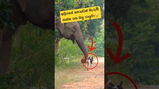 Elephant vs Dog attack🫣#shortsfeed #elephant #shorts #wildlife #dog #attack #viral #asmr #trending