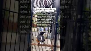 5 Pantangan Ketika Burung Murai Mabung