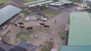 MAGSAYSAY FARM DRONE SHOTS